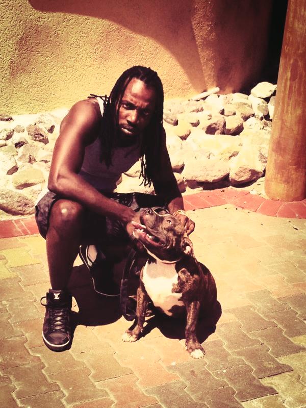 Mavado pitbull dog