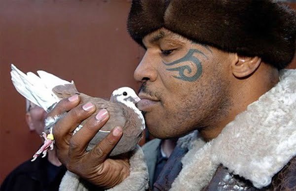 Mike Tyson pigeon